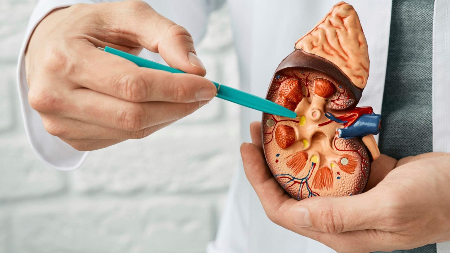 Exploring the Field of Urology and Its Specializations Field of Urology and Its Specializations